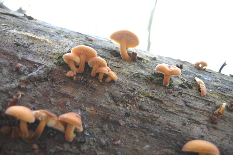 tanti funghi